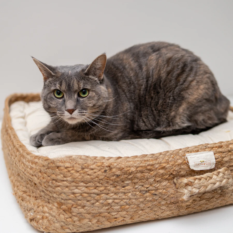 Cama iglú para gato