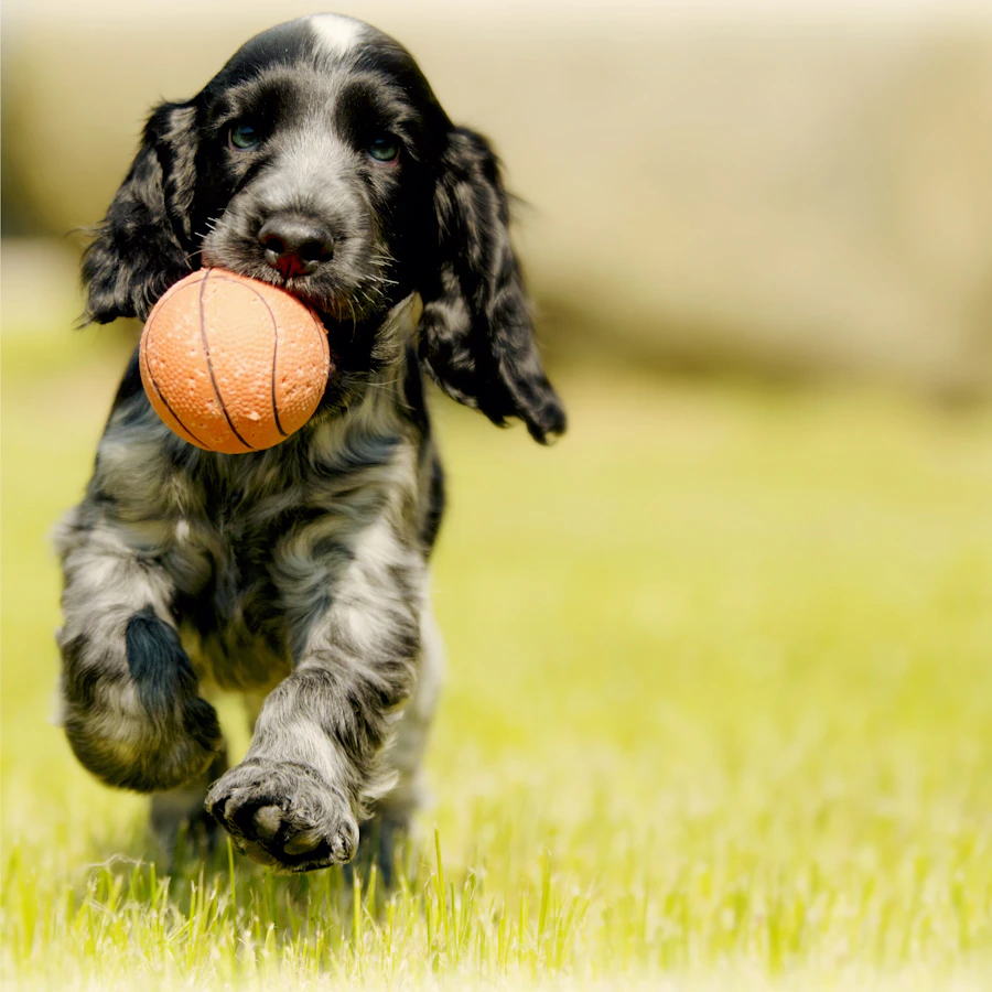 Pelota de goma