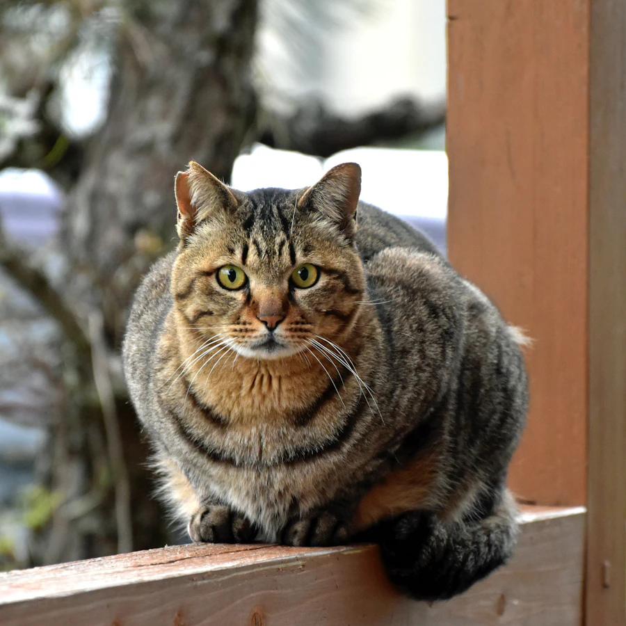 Rascador para gato
