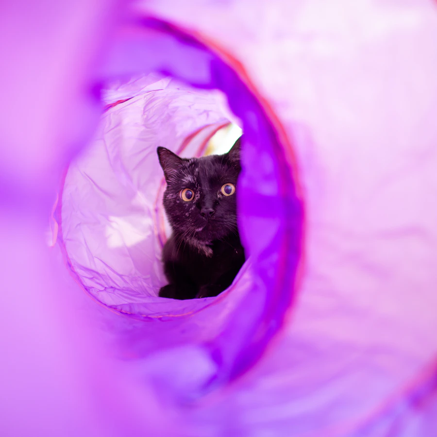 Túnel para gatos